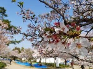 刈谷城の桜