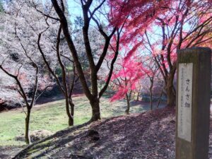 さんざ畑の紅葉と四季桜