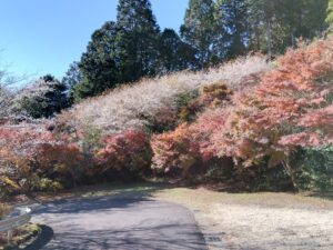 駐車場の紅葉と四季桜